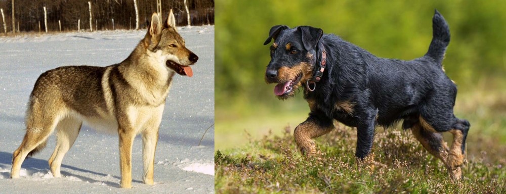 Jagdterrier vs Czechoslovakian Wolfdog - Breed Comparison