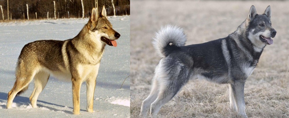 Jamthund vs Czechoslovakian Wolfdog - Breed Comparison