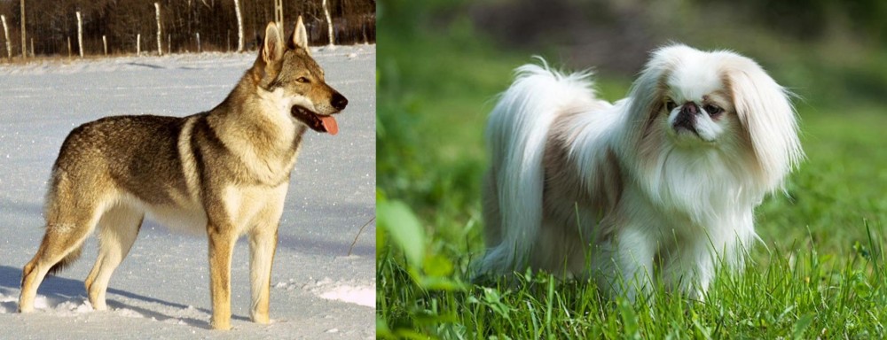 Japanese Chin vs Czechoslovakian Wolfdog - Breed Comparison