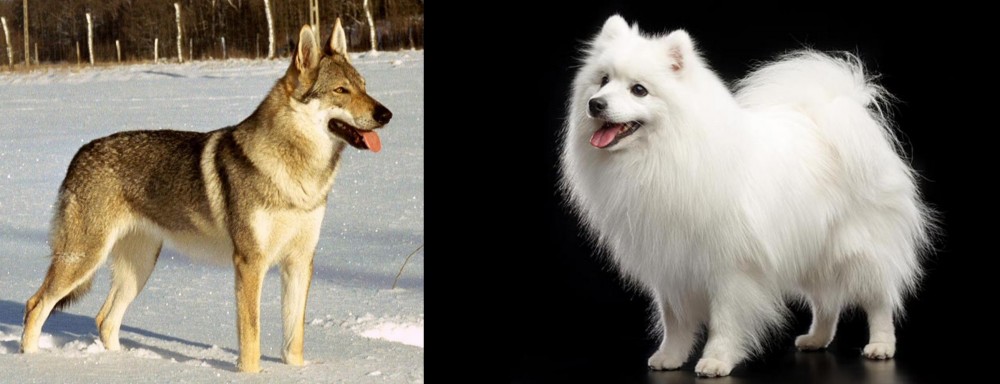 Japanese Spitz vs Czechoslovakian Wolfdog - Breed Comparison
