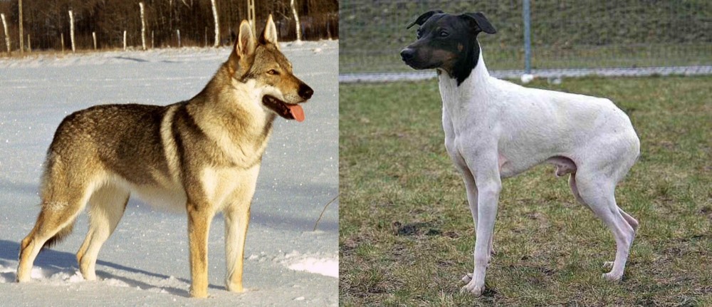 Japanese Terrier vs Czechoslovakian Wolfdog - Breed Comparison