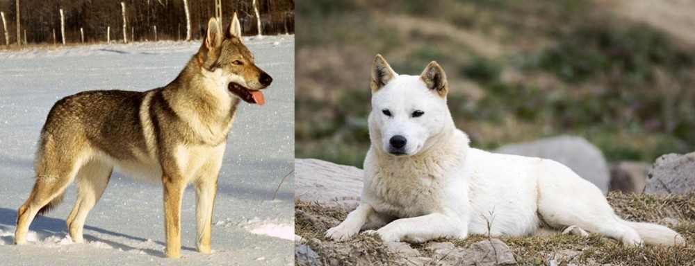Jindo vs Czechoslovakian Wolfdog - Breed Comparison