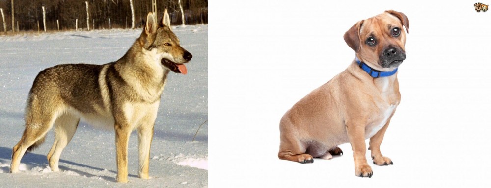 Jug vs Czechoslovakian Wolfdog - Breed Comparison