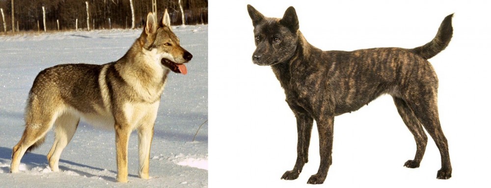 Kai Ken vs Czechoslovakian Wolfdog - Breed Comparison