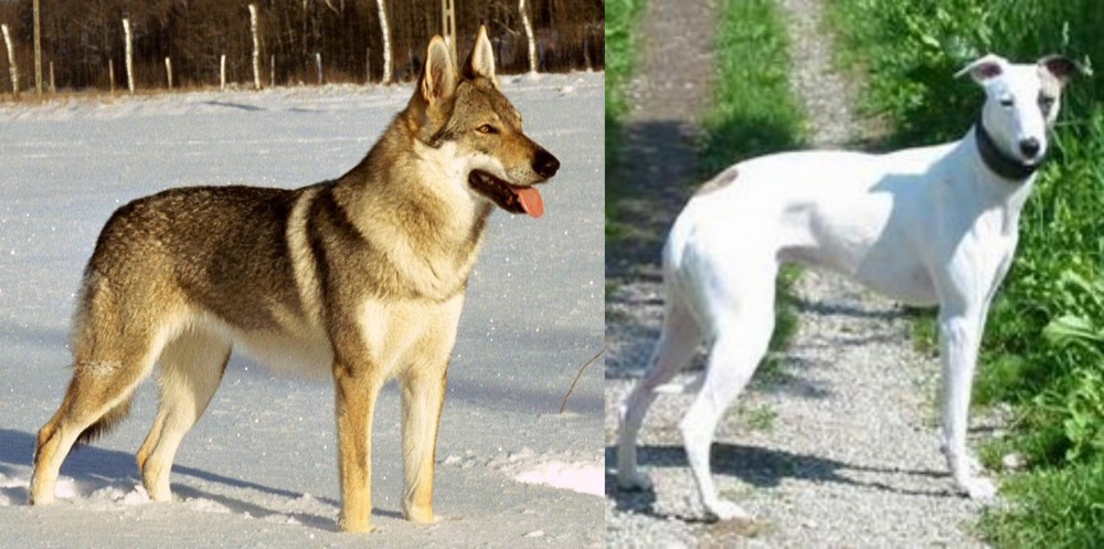 Kaikadi vs Czechoslovakian Wolfdog - Breed Comparison