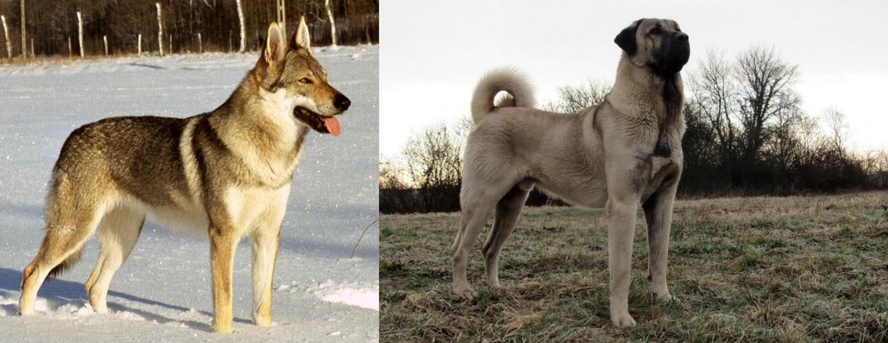 Kangal Dog vs Czechoslovakian Wolfdog - Breed Comparison