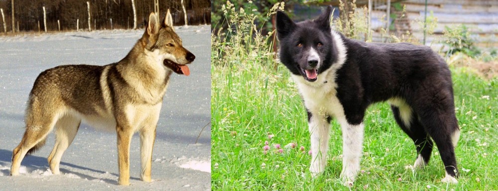 Karelian Bear Dog vs Czechoslovakian Wolfdog - Breed Comparison