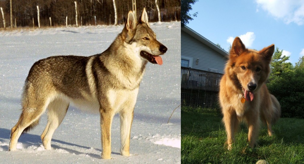 Karelo-Finnish Laika vs Czechoslovakian Wolfdog - Breed Comparison