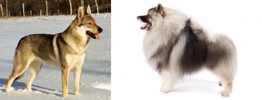 Keeshond vs Czechoslovakian Wolfdog - Breed Comparison