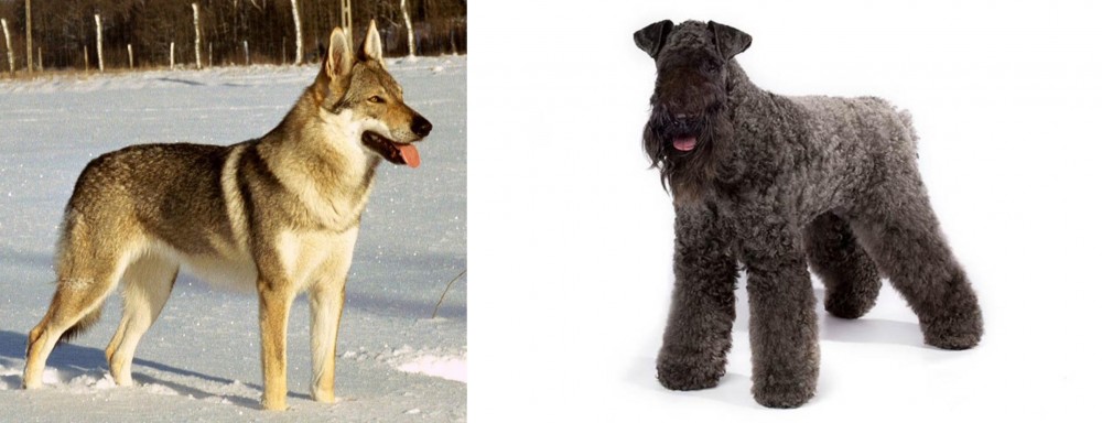 Kerry Blue Terrier vs Czechoslovakian Wolfdog - Breed Comparison