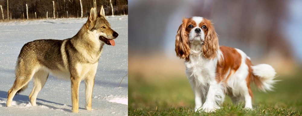 King Charles Spaniel vs Czechoslovakian Wolfdog - Breed Comparison