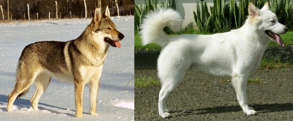 Kintamani vs Czechoslovakian Wolfdog - Breed Comparison
