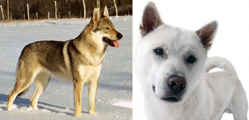 Kishu vs Czechoslovakian Wolfdog - Breed Comparison