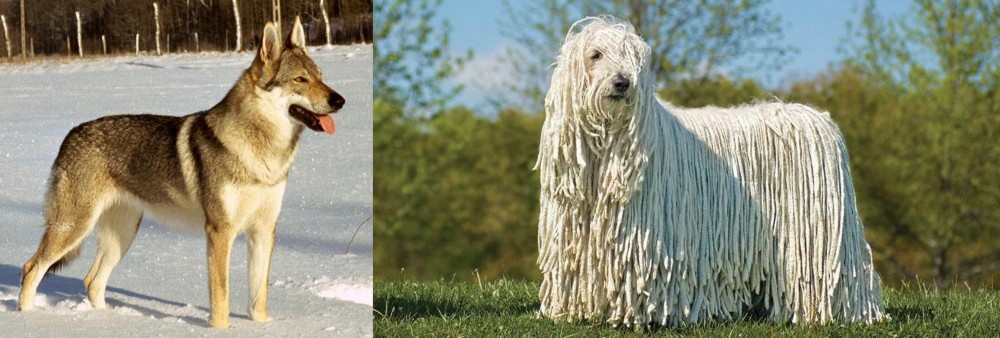 Komondor vs Czechoslovakian Wolfdog - Breed Comparison