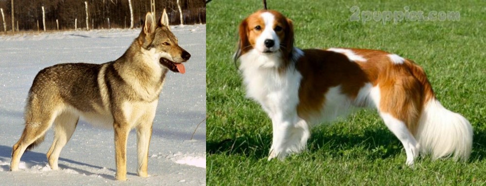 Kooikerhondje vs Czechoslovakian Wolfdog - Breed Comparison