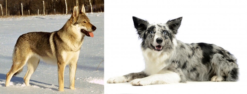 Koolie vs Czechoslovakian Wolfdog - Breed Comparison