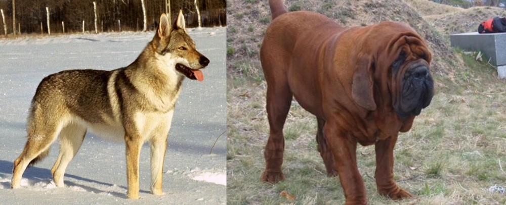 Korean Mastiff vs Czechoslovakian Wolfdog - Breed Comparison