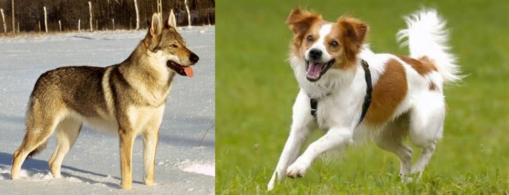 Kromfohrlander vs Czechoslovakian Wolfdog - Breed Comparison
