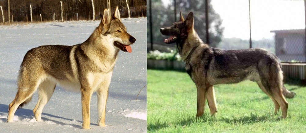 Kunming Dog vs Czechoslovakian Wolfdog - Breed Comparison