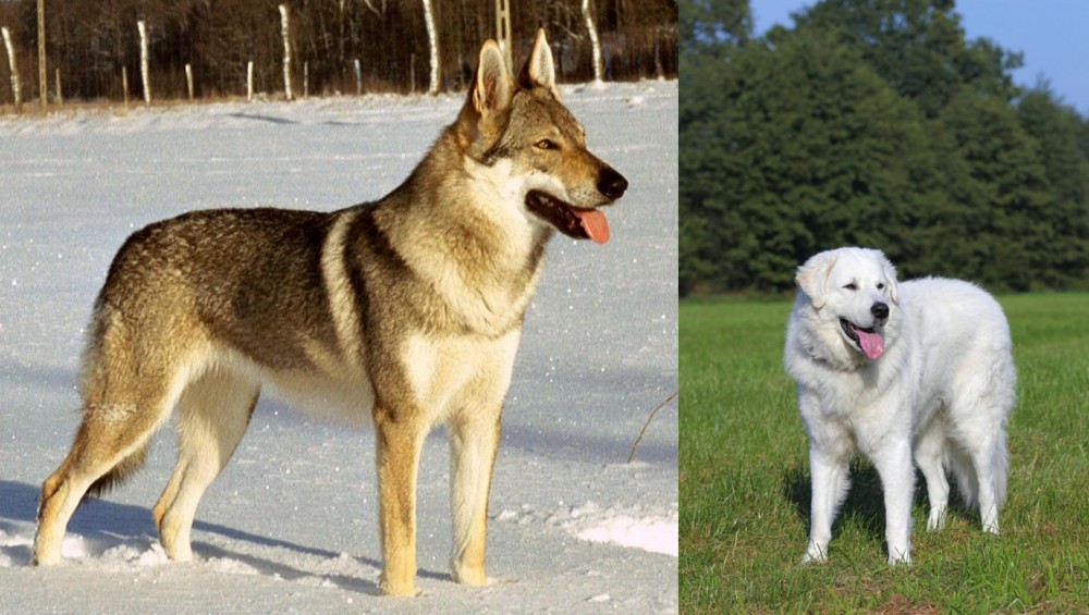 Kuvasz vs Czechoslovakian Wolfdog - Breed Comparison