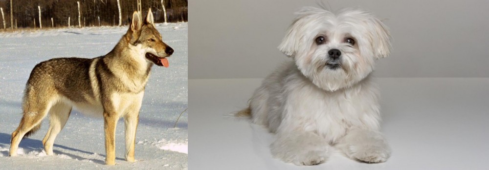 Kyi-Leo vs Czechoslovakian Wolfdog - Breed Comparison