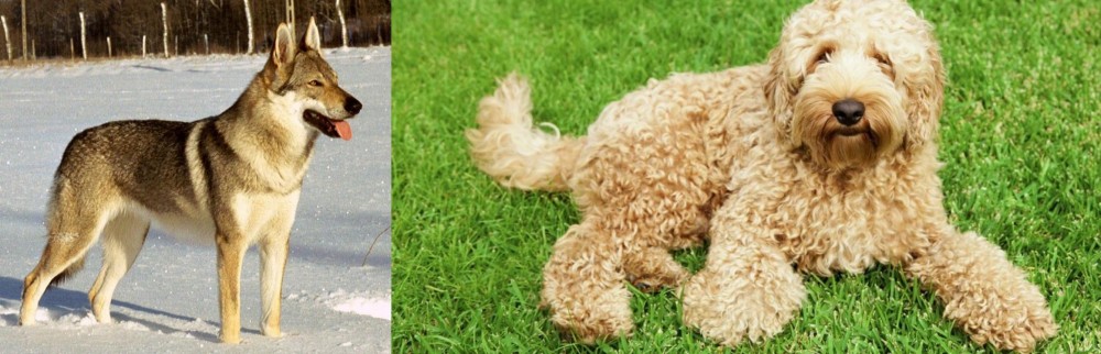 Labradoodle vs Czechoslovakian Wolfdog - Breed Comparison