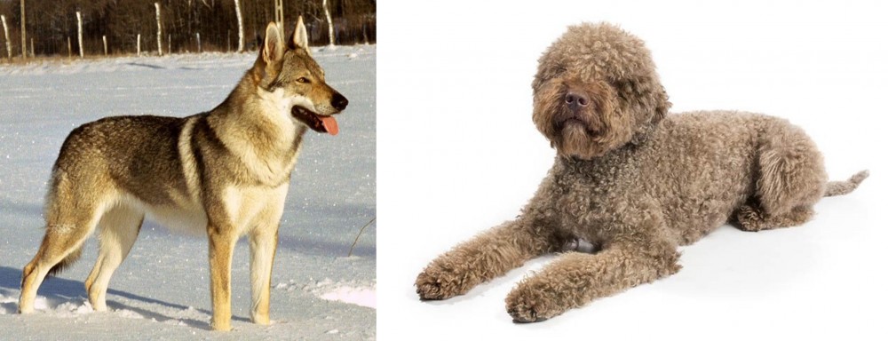 Lagotto Romagnolo vs Czechoslovakian Wolfdog - Breed Comparison