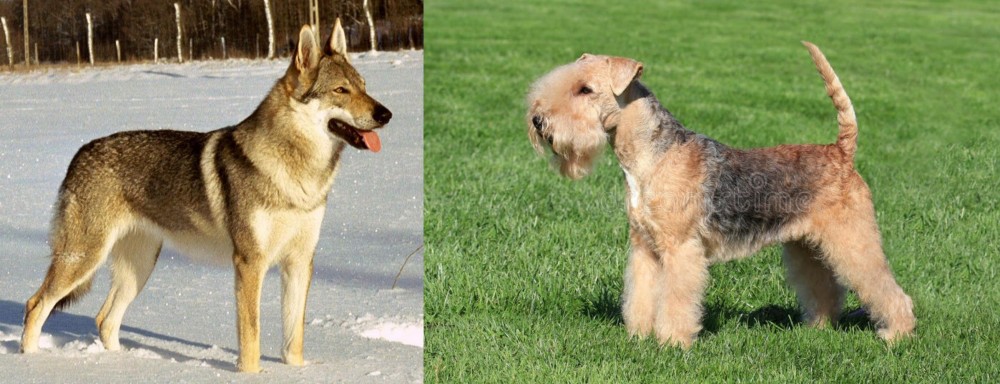 Lakeland Terrier vs Czechoslovakian Wolfdog - Breed Comparison