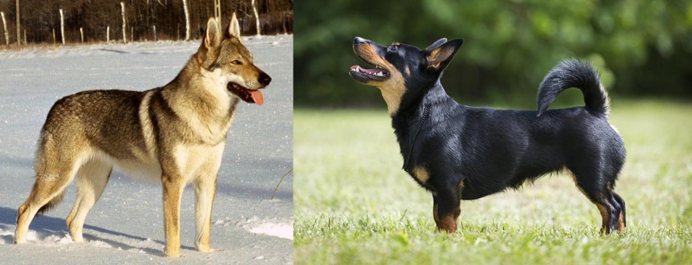 Lancashire Heeler vs Czechoslovakian Wolfdog - Breed Comparison