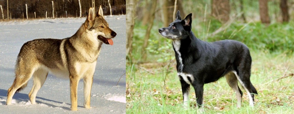 Lapponian Herder vs Czechoslovakian Wolfdog - Breed Comparison