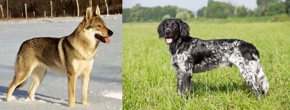 Large Munsterlander vs Czechoslovakian Wolfdog - Breed Comparison