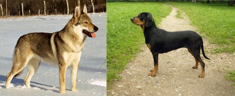 Latvian Hound vs Czechoslovakian Wolfdog - Breed Comparison