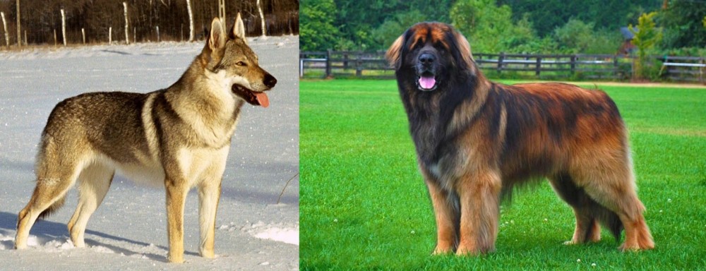 Leonberger vs Czechoslovakian Wolfdog - Breed Comparison