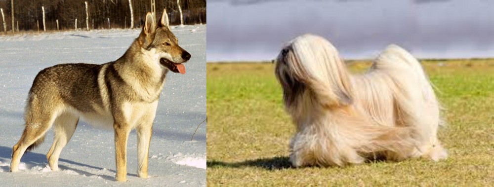 Lhasa Apso vs Czechoslovakian Wolfdog - Breed Comparison