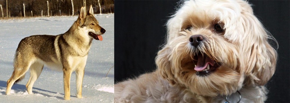 Lhasapoo vs Czechoslovakian Wolfdog - Breed Comparison