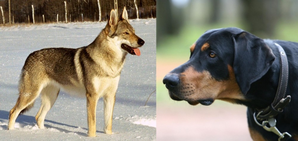 Lithuanian Hound vs Czechoslovakian Wolfdog - Breed Comparison