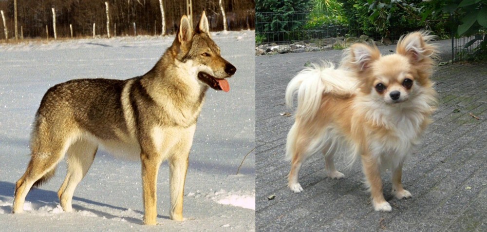 Long Haired Chihuahua vs Czechoslovakian Wolfdog - Breed Comparison