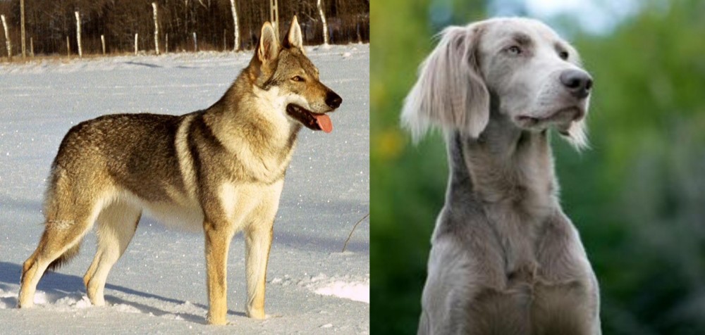 Longhaired Weimaraner vs Czechoslovakian Wolfdog - Breed Comparison