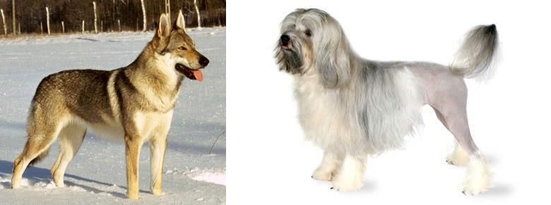 Lowchen vs Czechoslovakian Wolfdog - Breed Comparison