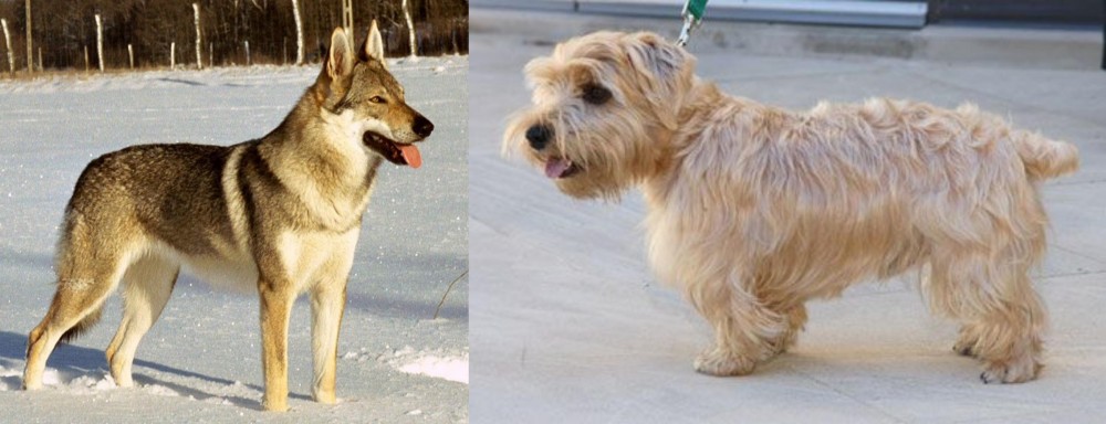 Lucas Terrier vs Czechoslovakian Wolfdog - Breed Comparison