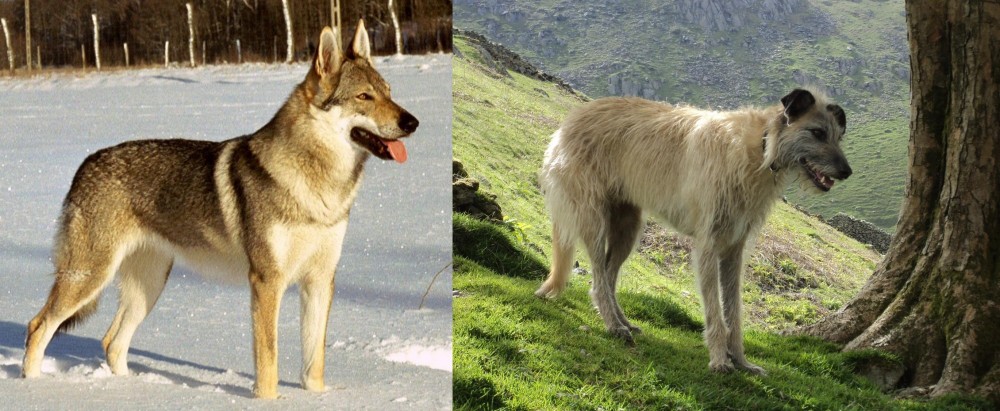 Lurcher vs Czechoslovakian Wolfdog - Breed Comparison