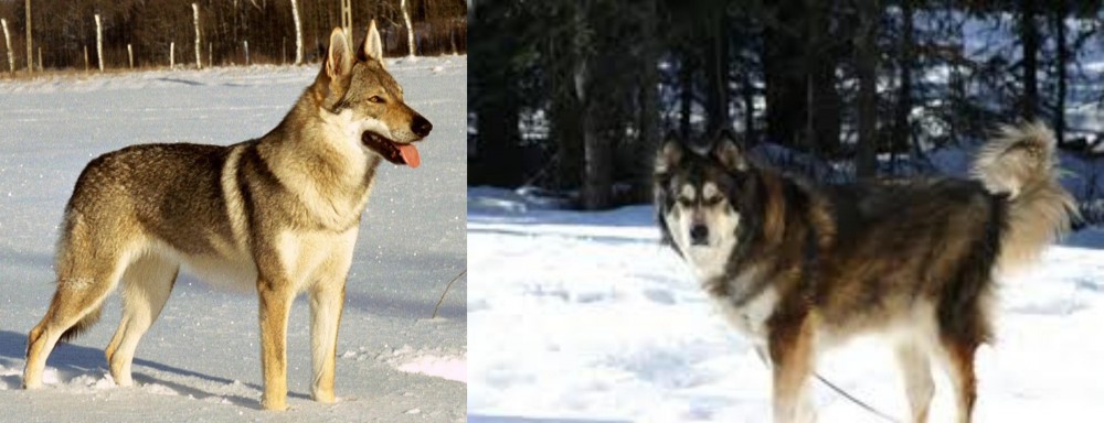 Mackenzie River Husky vs Czechoslovakian Wolfdog - Breed Comparison