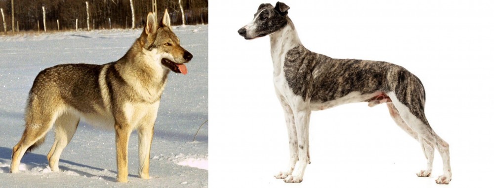 Magyar Agar vs Czechoslovakian Wolfdog - Breed Comparison