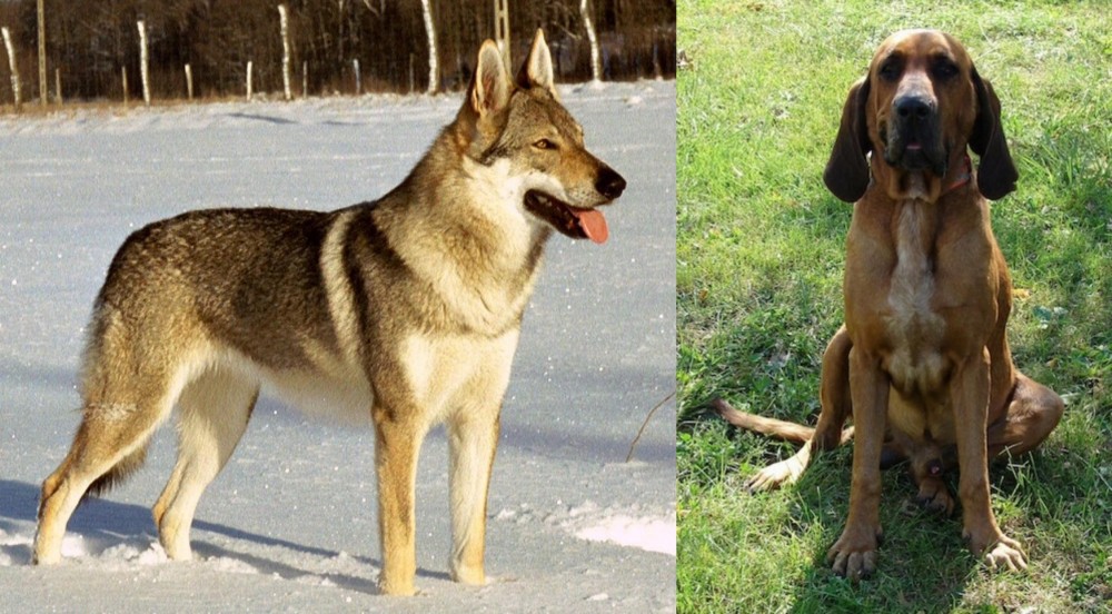 Majestic Tree Hound vs Czechoslovakian Wolfdog - Breed Comparison