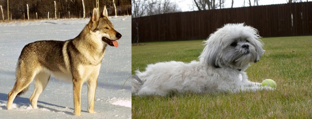 Mal-Shi vs Czechoslovakian Wolfdog - Breed Comparison