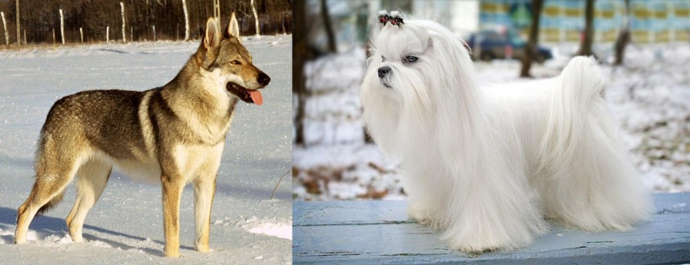 Maltese vs Czechoslovakian Wolfdog - Breed Comparison