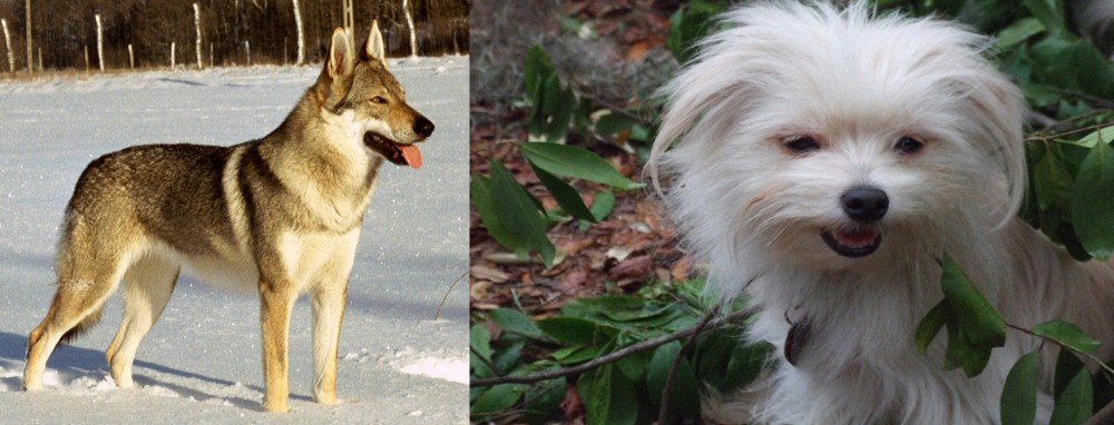 Malti-Pom vs Czechoslovakian Wolfdog - Breed Comparison