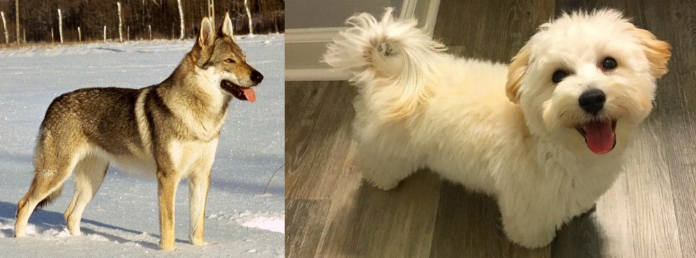 Maltipoo vs Czechoslovakian Wolfdog - Breed Comparison
