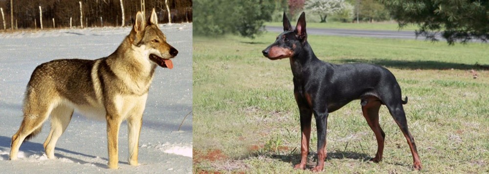 Manchester Terrier vs Czechoslovakian Wolfdog - Breed Comparison