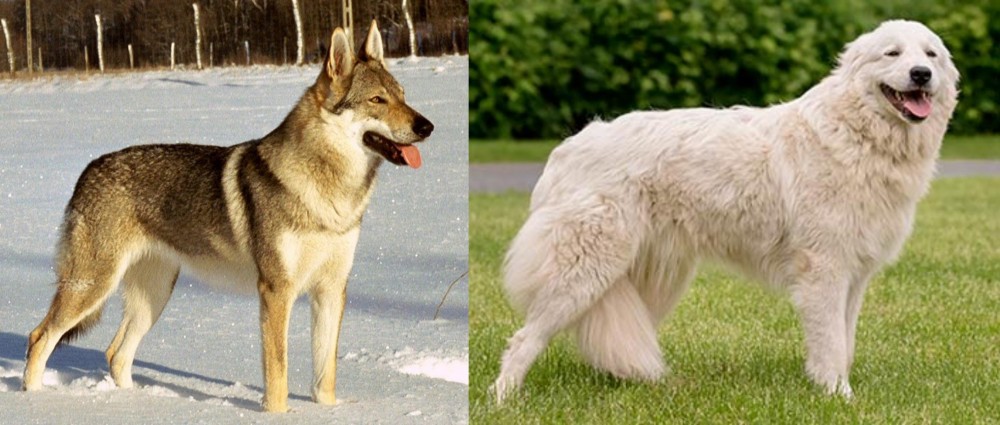 Maremma Sheepdog vs Czechoslovakian Wolfdog - Breed Comparison